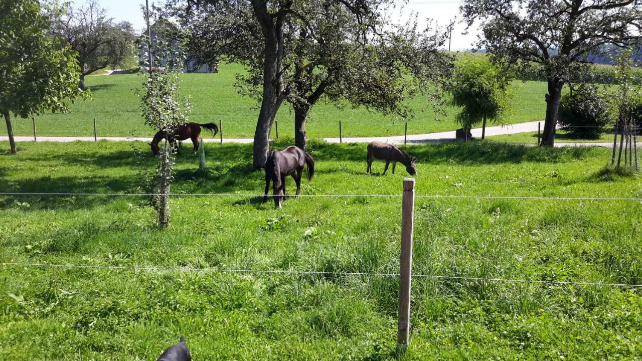 Bodensee Neukirch Wangener Strasse *